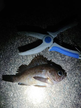 レッツメバリング