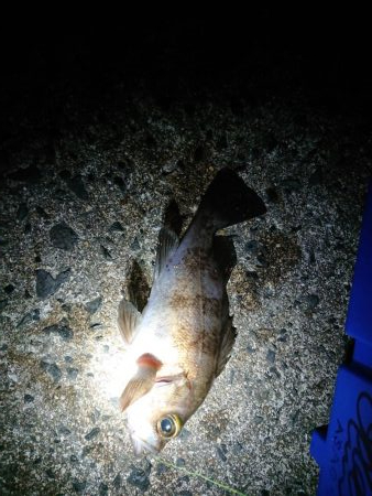 レッツメバリング