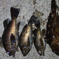 レッツメバリング