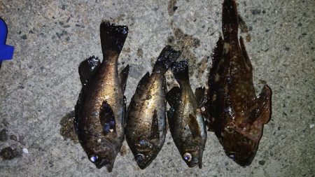 レッツメバリング