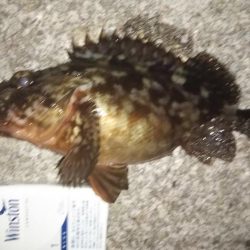 藻だらけ、、、