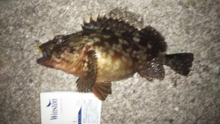 藻だらけ、、、