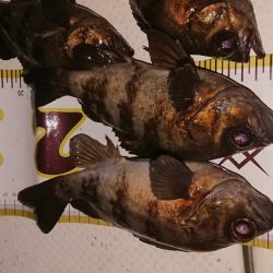 ボートシーバス