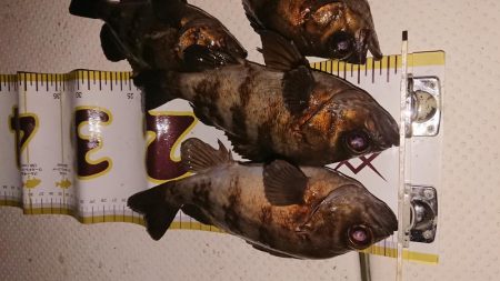 ボートシーバス