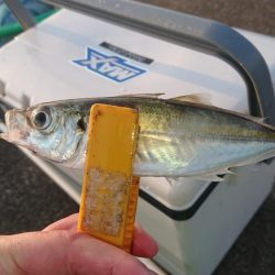 まぁまぁのサイズのアジ