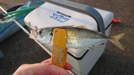 まぁまぁのサイズのアジ