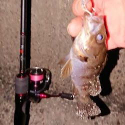 風にも負けずプラグ縛り