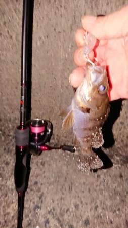 風にも負けずプラグ縛り