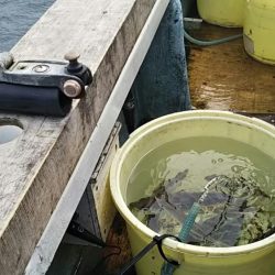 大アジに大満足‼️