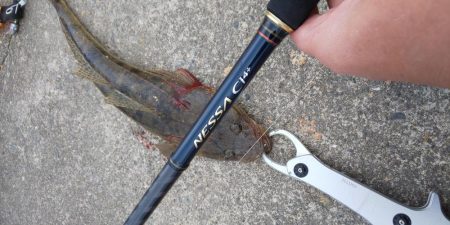 春が来たのかな?