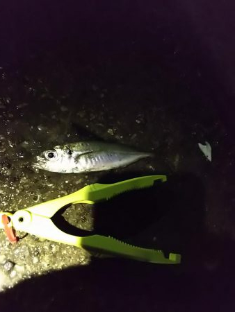 アジ釣れた