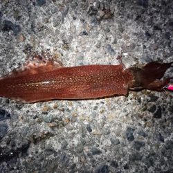 朝マヅメ狙いヤリイカ