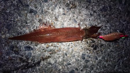 朝マヅメ狙いヤリイカ