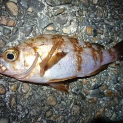 帰りにメバリング