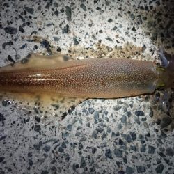 ヤリイカリベンジ