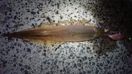 ヤリイカリベンジ