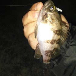 深日漁港 メバリング