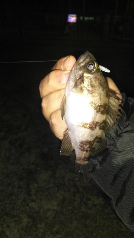 深日漁港 メバリング