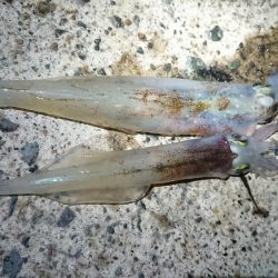 仕事終わりヤリイカ狙い