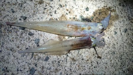 仕事終わりヤリイカ狙い