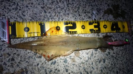 仕事終わりヤリイカ狙い