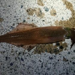 ヤリイカエギング