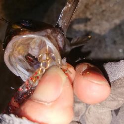 懲りずにプラッキング