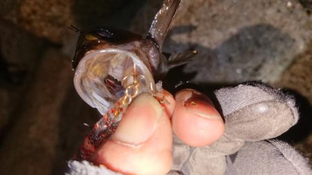 懲りずにプラッキング