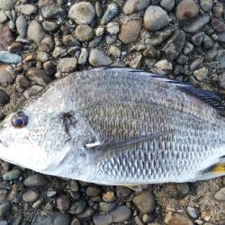 大荒れの中の一本