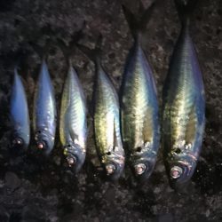 メバリング～サビキ