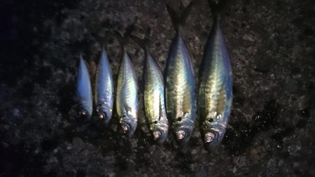 メバリング～サビキ