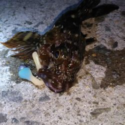 近所に湾奥ロック