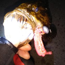 湾奥ロック＆チニング調査行ってきました