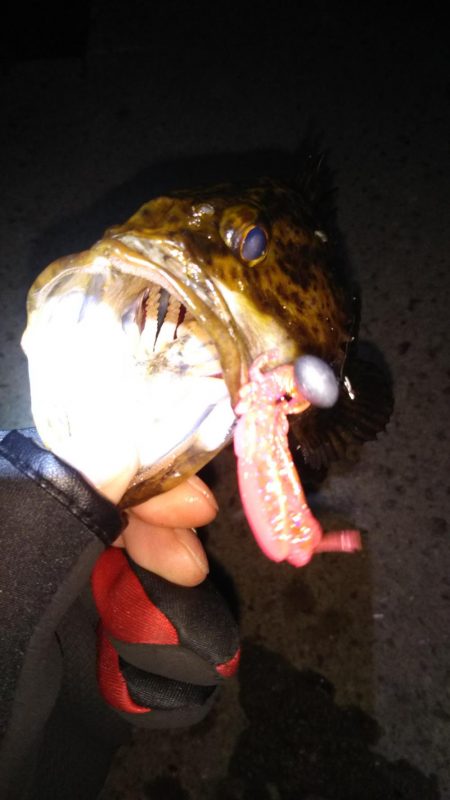 湾奥ロック＆チニング調査行ってきました