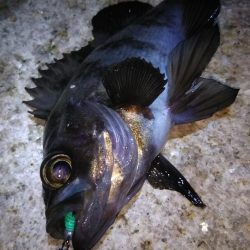 神戸湾奥ロック