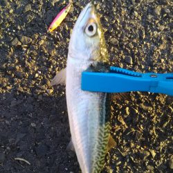 デイシーバスのつもりが…