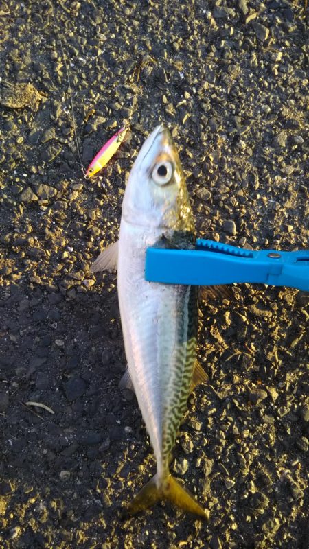 デイシーバスのつもりが…