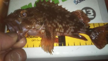 撃沈メバリング