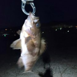 メバリング渋かったです