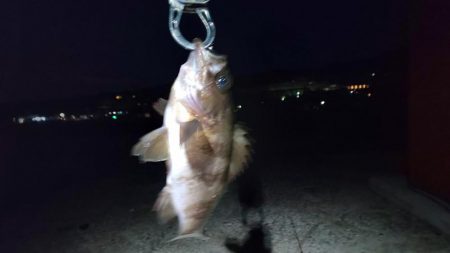 メバリング渋かったです