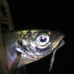 真冬に逆戻り？