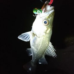 マイクロベイトパターン