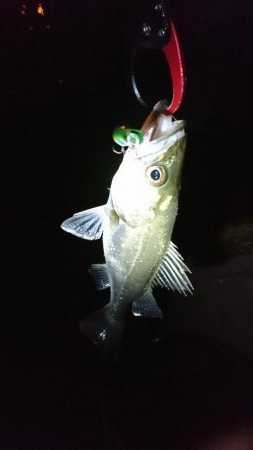 マイクロベイトパターン