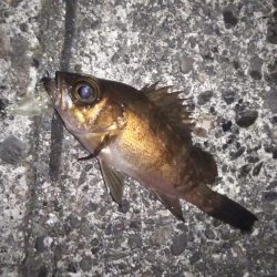 プラグでメバル