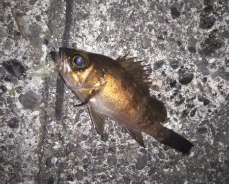 プラグでメバル
