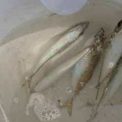 深日港 入れ食いサビキ！