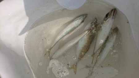 深日港 入れ食いサビキ！