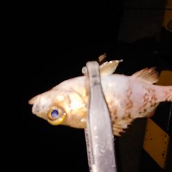 好状況ながら渋い