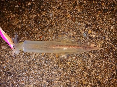 相も変わらずの貧果