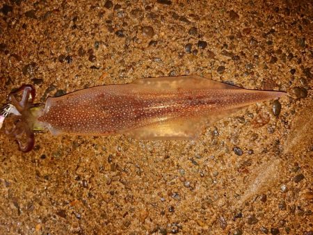 初めての小さな漁港で